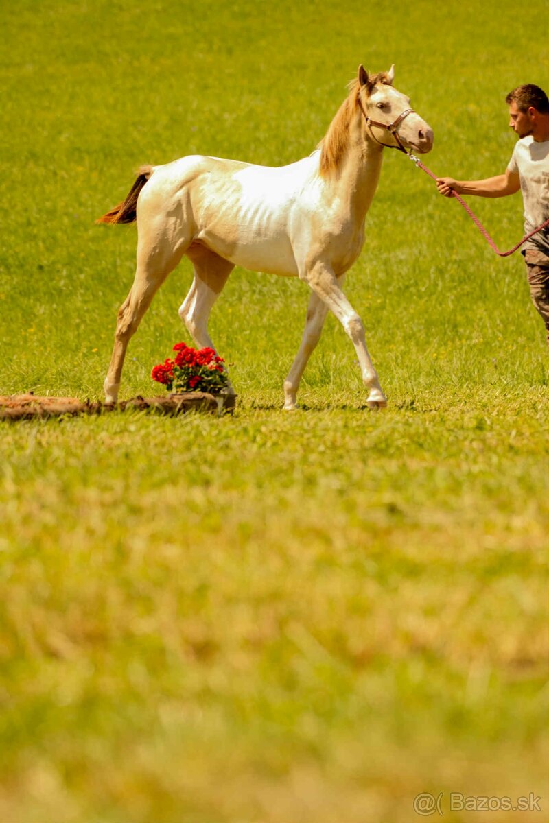 APHA Colt - 5