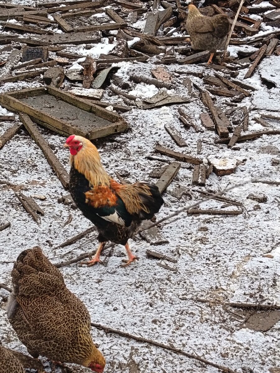 wyandotka zdrobnelá - 5