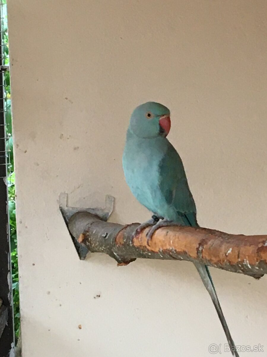 ALEXANDER MALÝ MODRÝ - 5