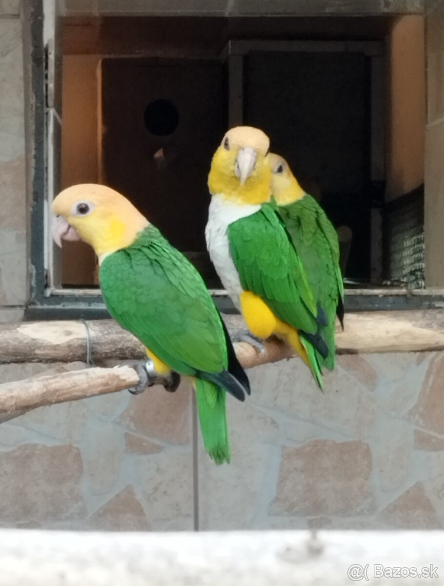 Amazonik bielobruchy - 5