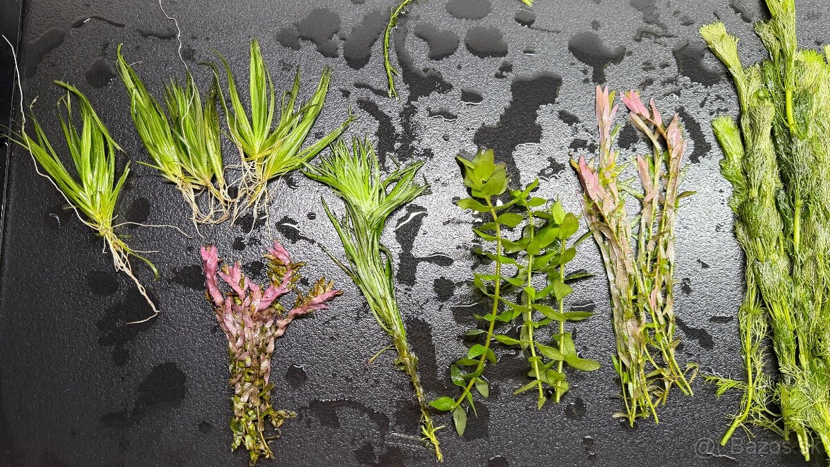 Rastlinky z prestrihu - 5