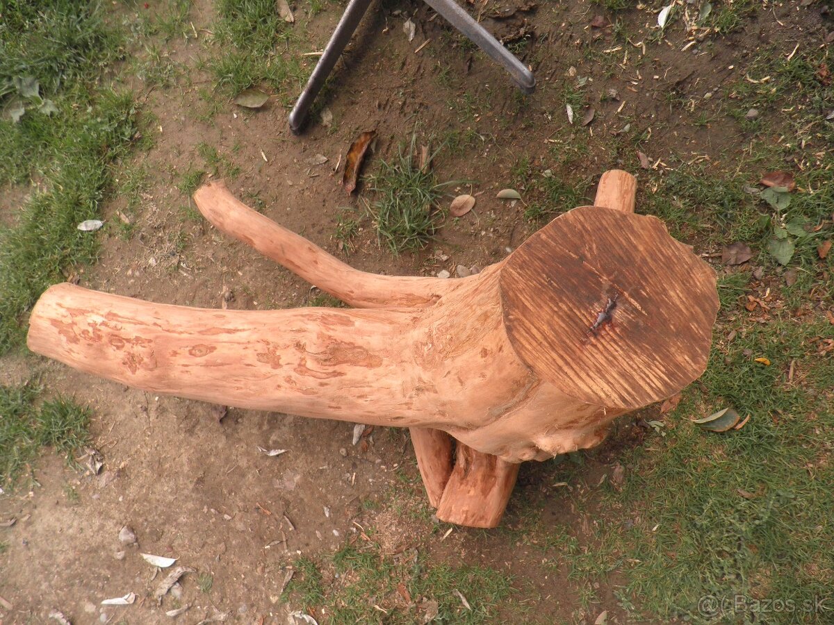 samorast koreňový - 5