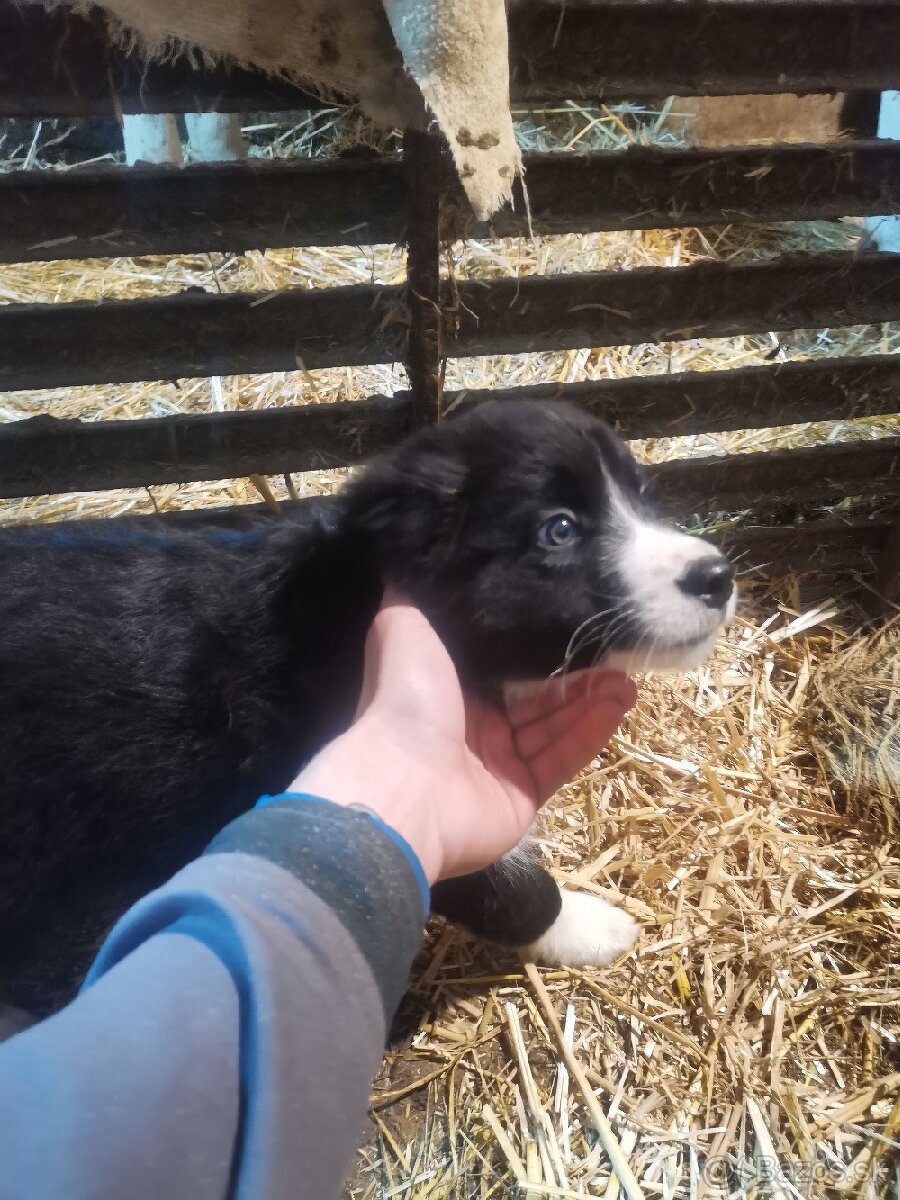 Border kólia šteniatka - 5