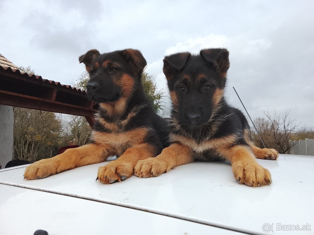 Šteniatka nemecký ovčiak - 5