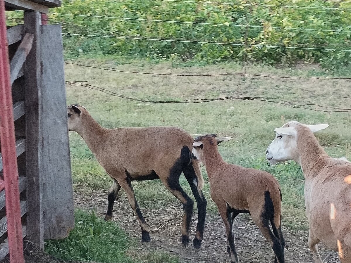 Predám ovečku ovce kamerunskej - 5