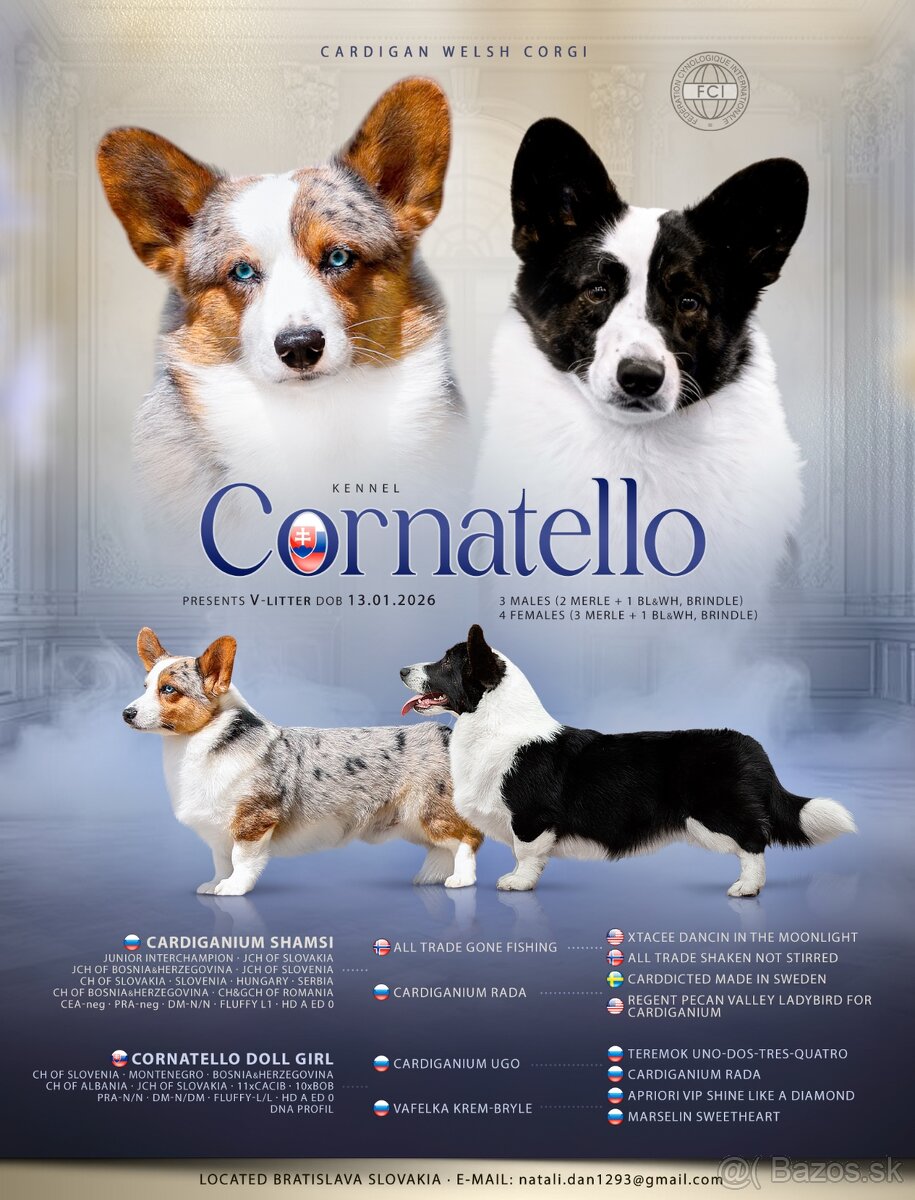 Welsh corgi cardigan s PP - 5