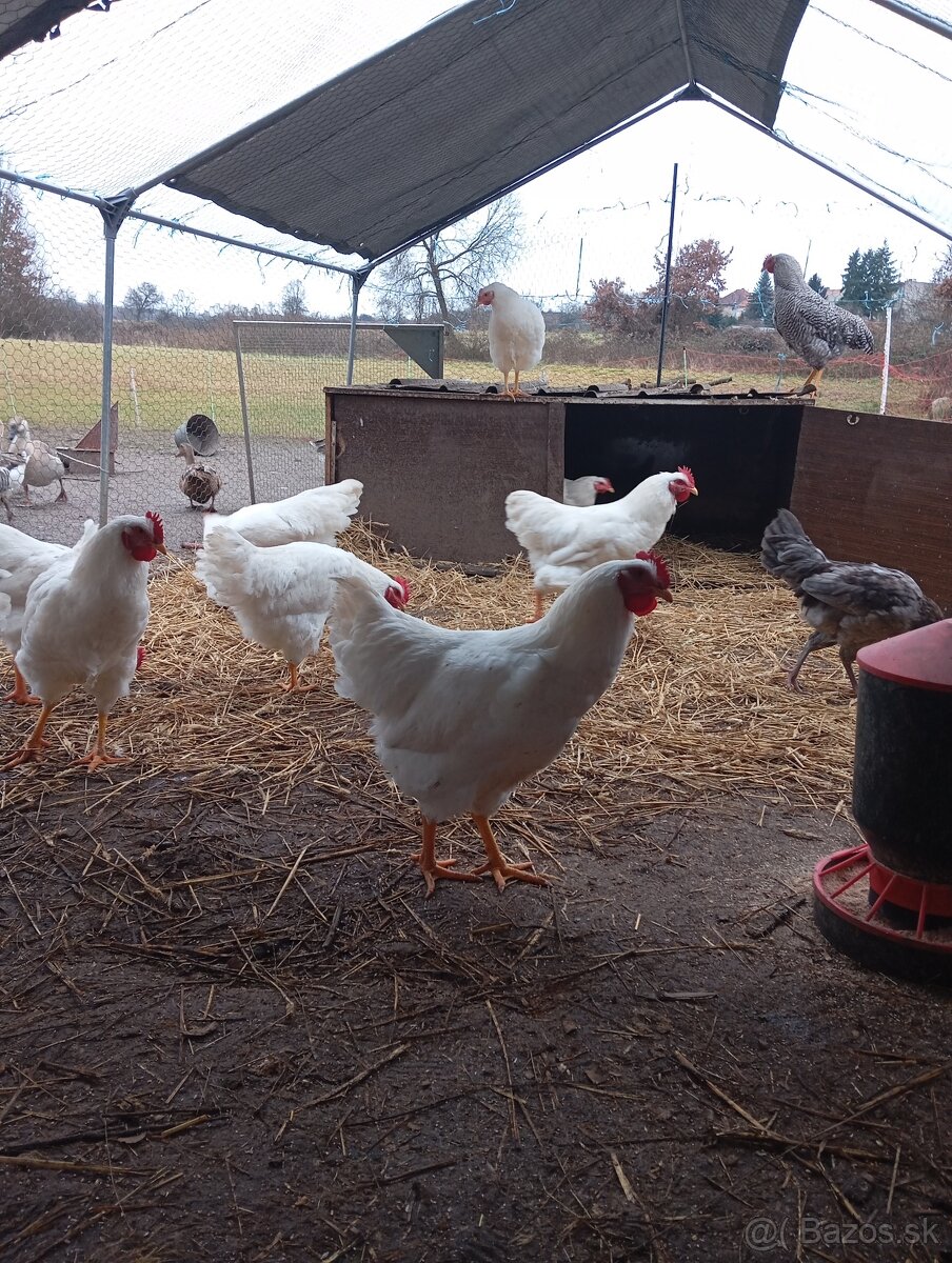 Kohúty plymutka biela , amrox - 5