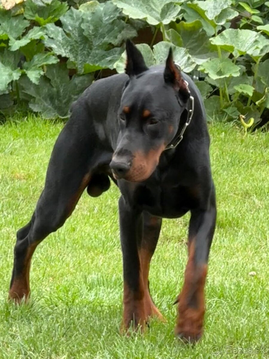 Doberman na krytie - 5