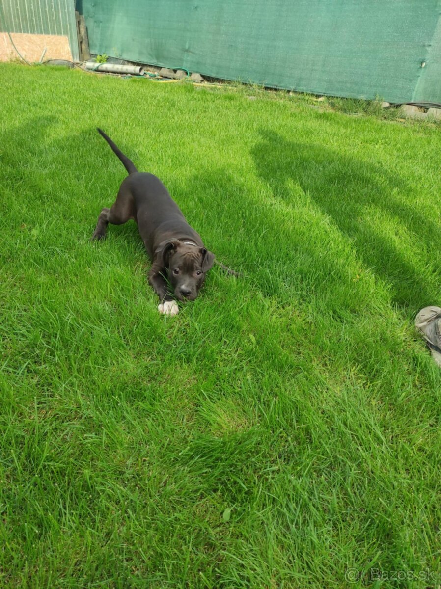 J&K bullys "ponúkame na predaj American bully XL - 5