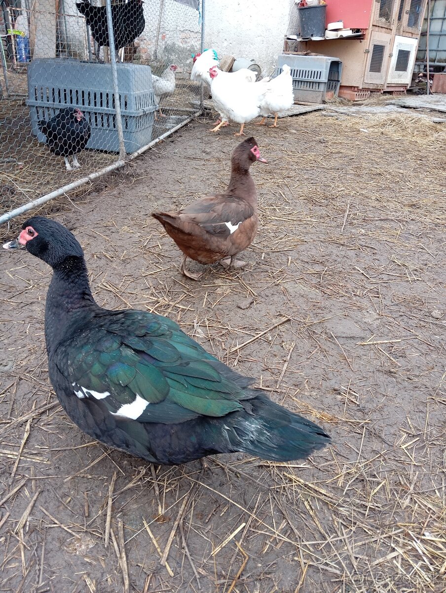 Pižmové kačky ( čínske kačky) 8 ks - 5