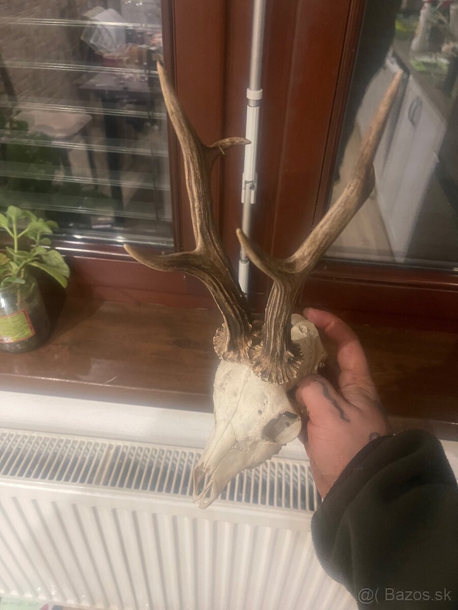 Trofej ,srnec ,parohy ,parozie ,zhody - 5