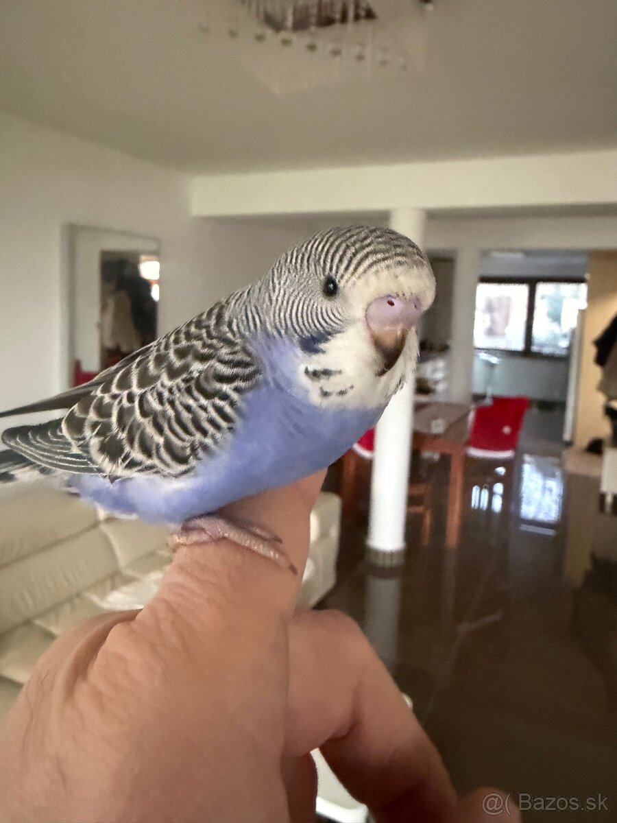 Andulky Maznačikovia krotke - 5