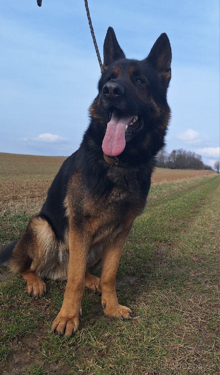 Nemecký ovčiak na krytie - 5