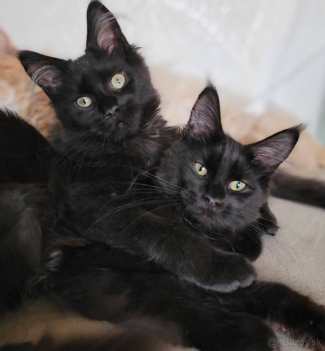 Mainská mývalí kočička s PP - 5