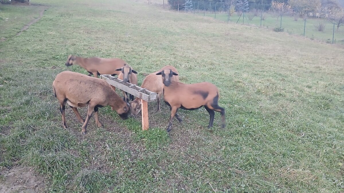 Kamerunské Ovce - 5