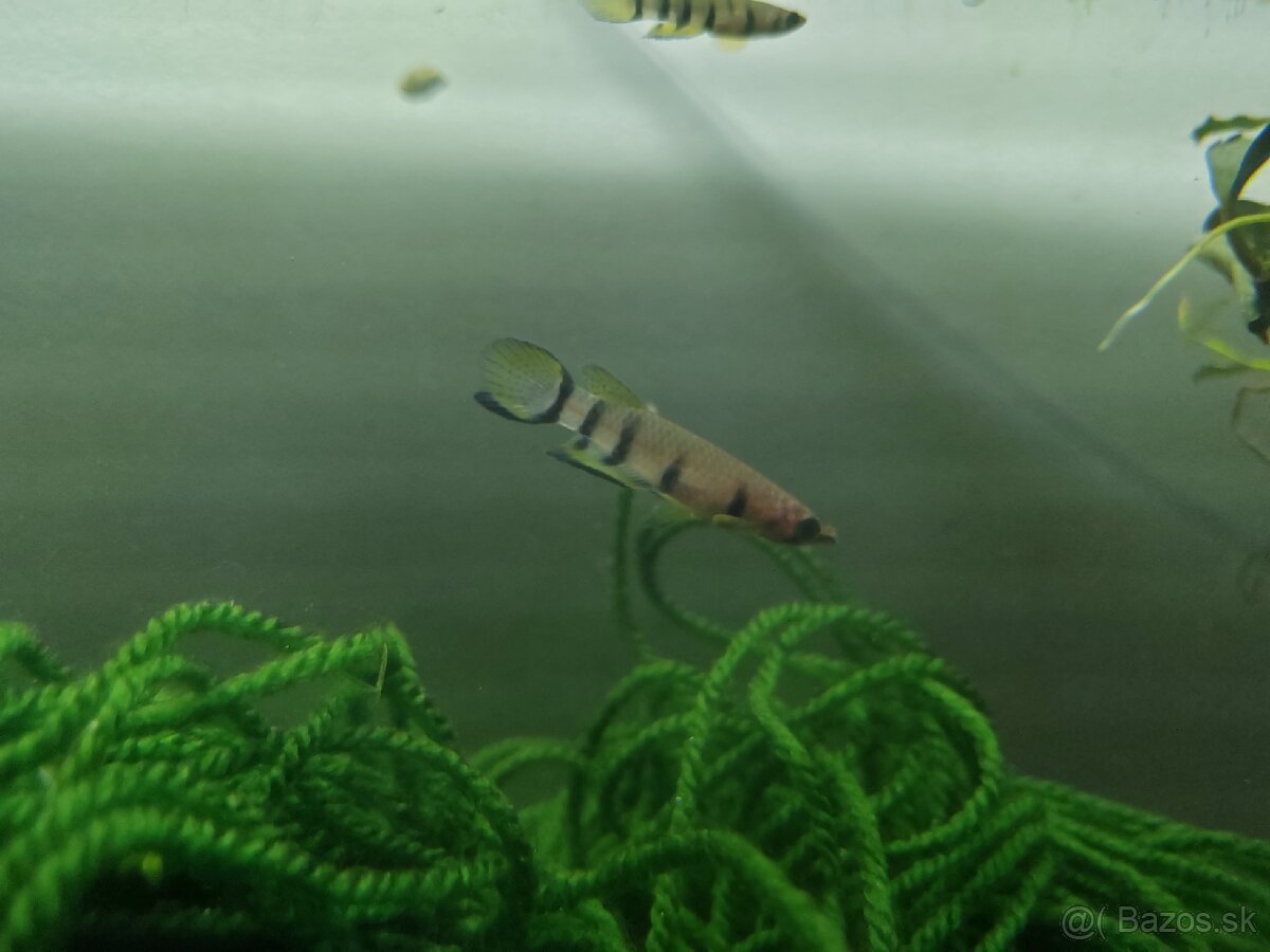 Epiplatys dageti vlastný odchov - 5