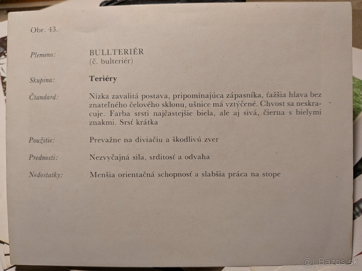 Poľovné psy slovom a obrazom - 5