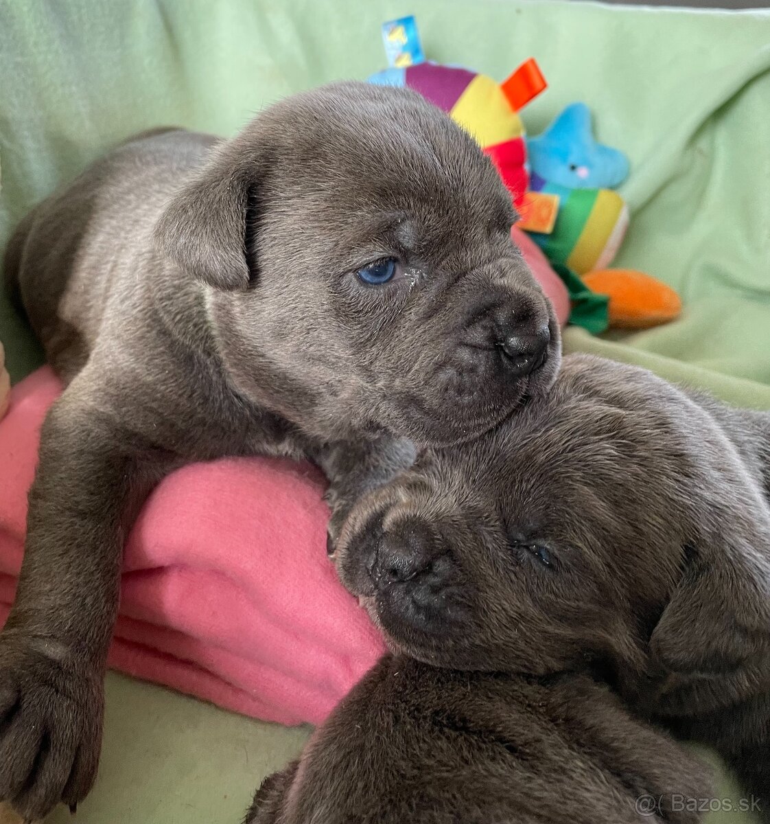 Cane corso šteniatka - 5