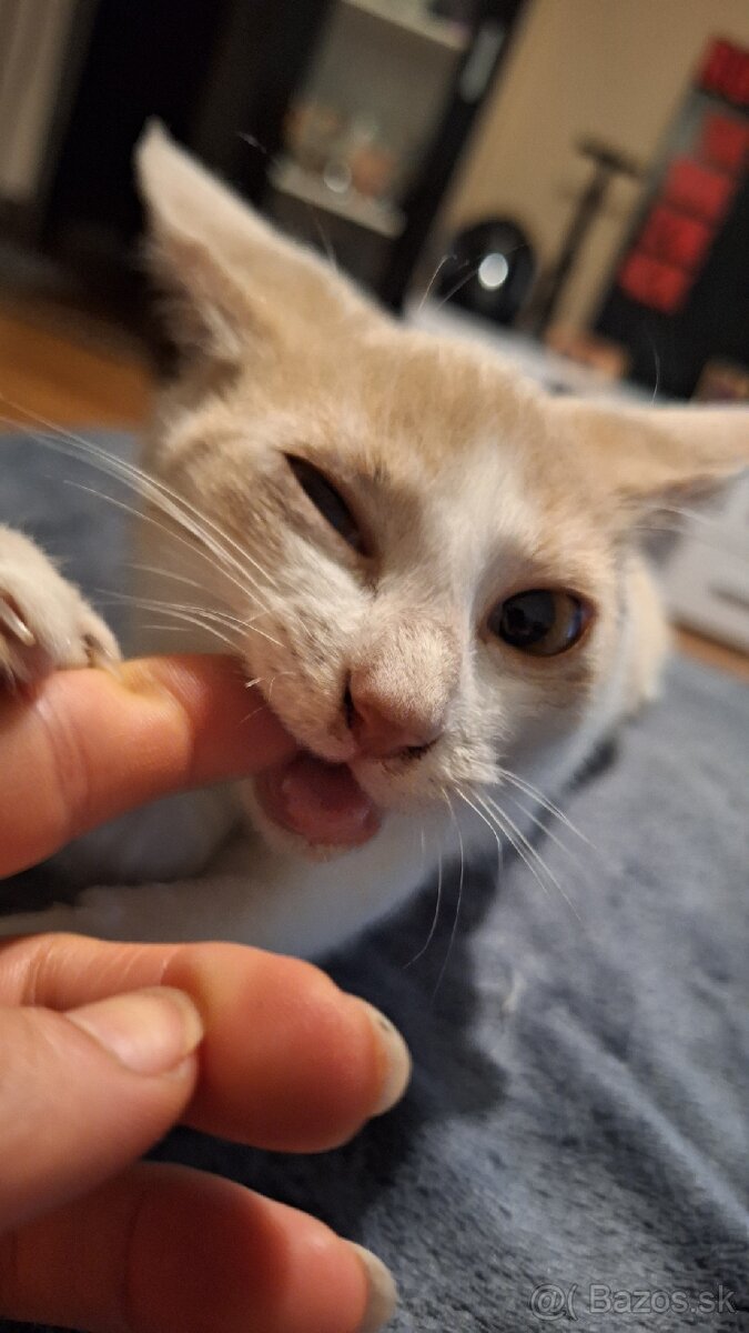 Darujem mačiatka - 5