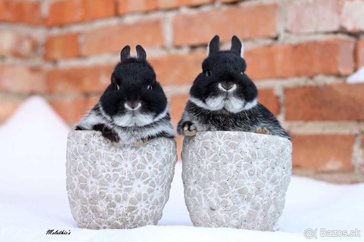 Zakrslý bielopesíkaty čierny - 5