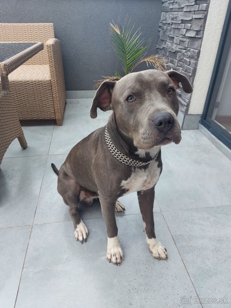 PREDAM DOSPELEHO AMERICKEHO STAFORDA - 5