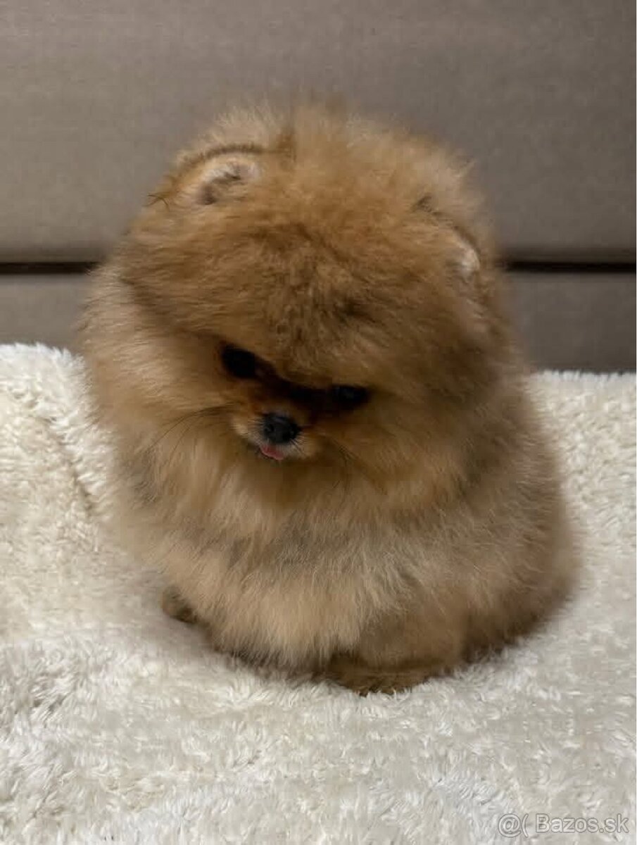 Pomeranian Mini - 5