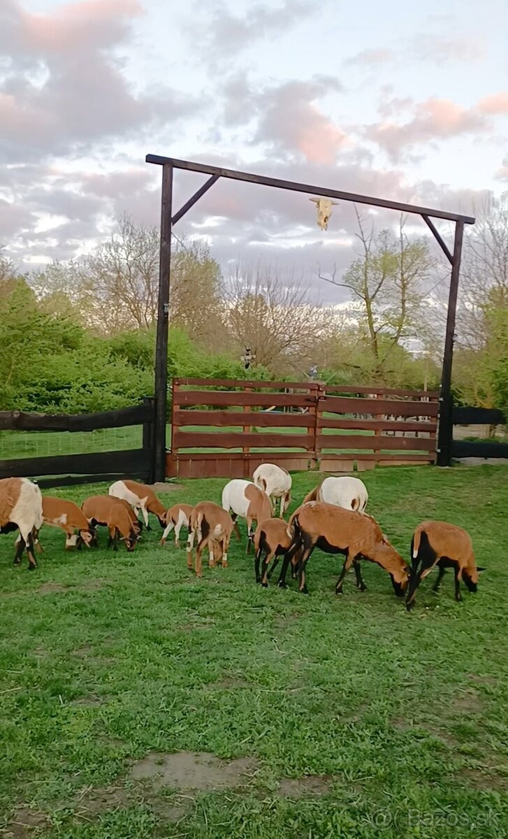 Predám Kamerúnske ovce - 5