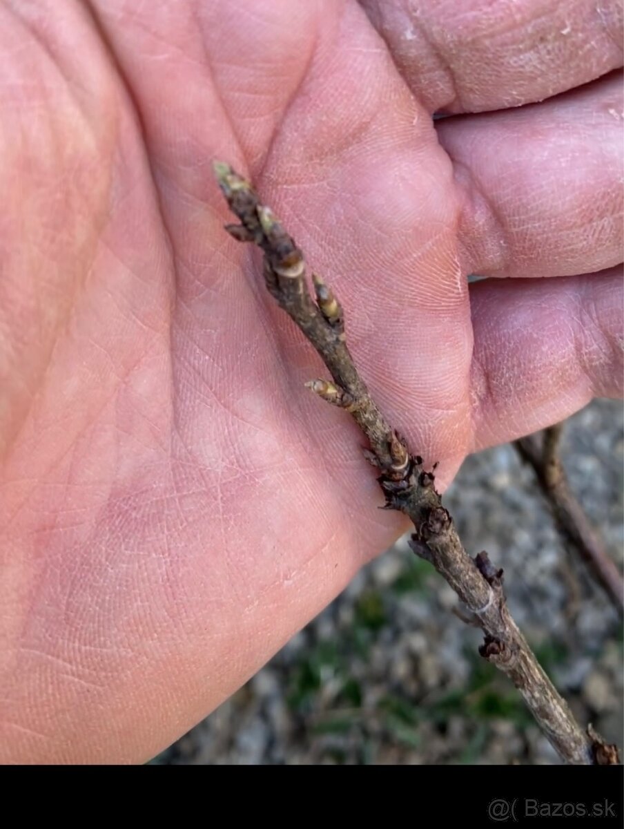 Čierne, červené ríbezle - 5