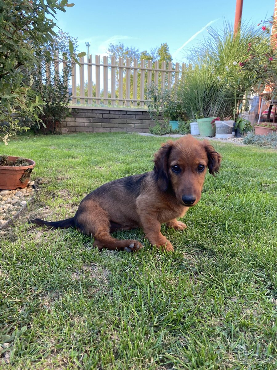 Jazvečik dlhosrstý predaj - 5