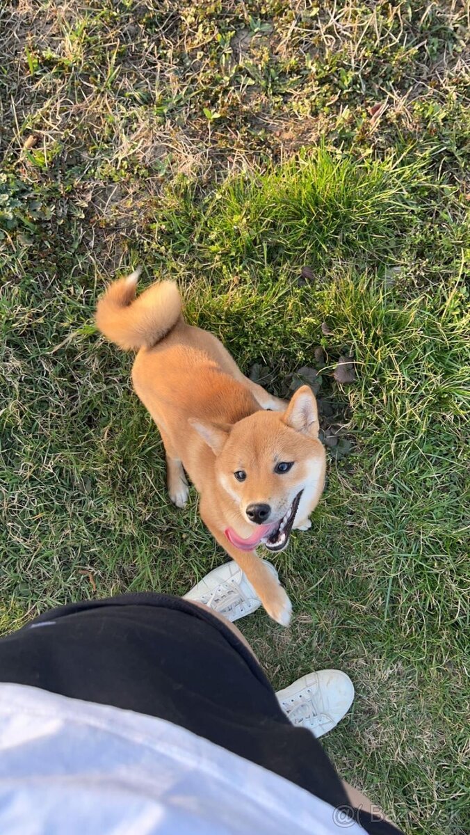 Shiba inu - 5
