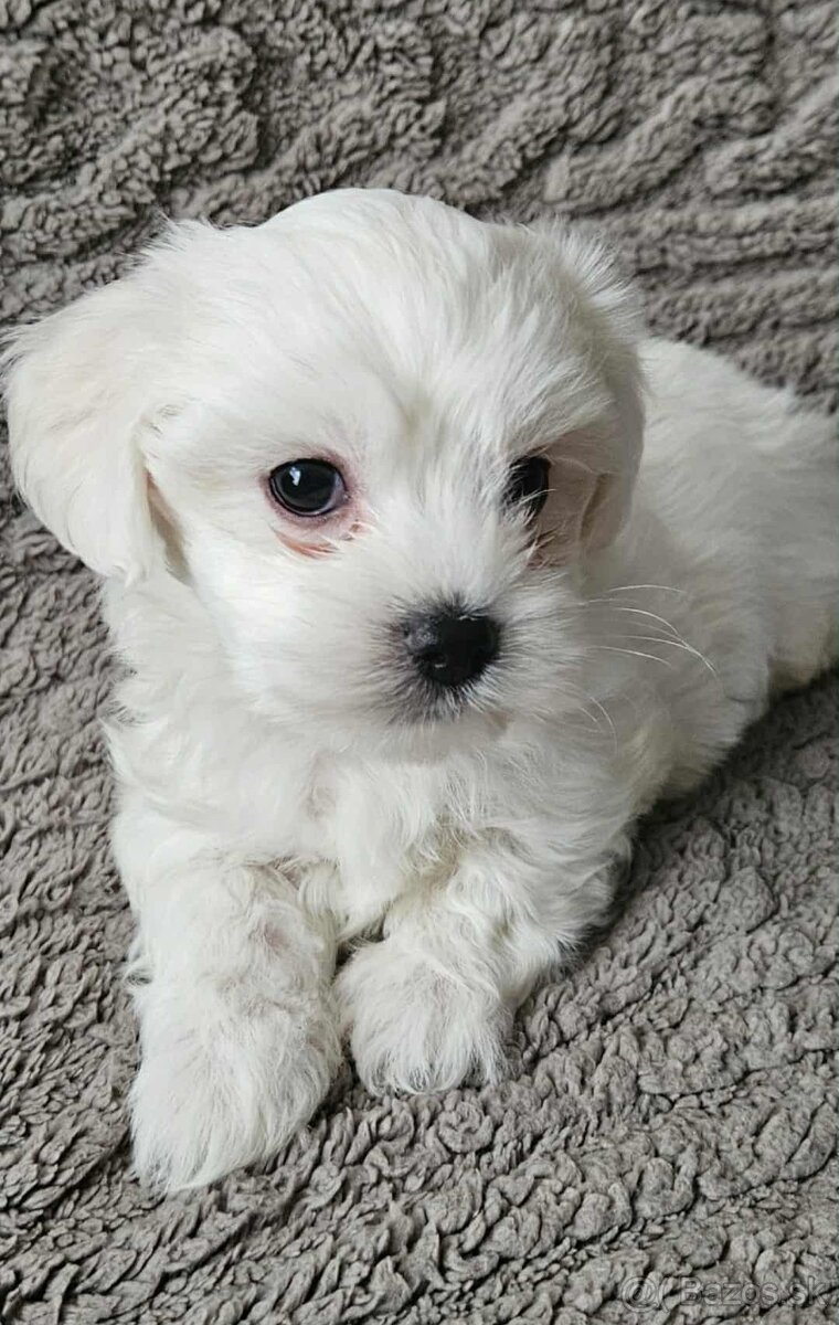 Mini Maltezák - 5