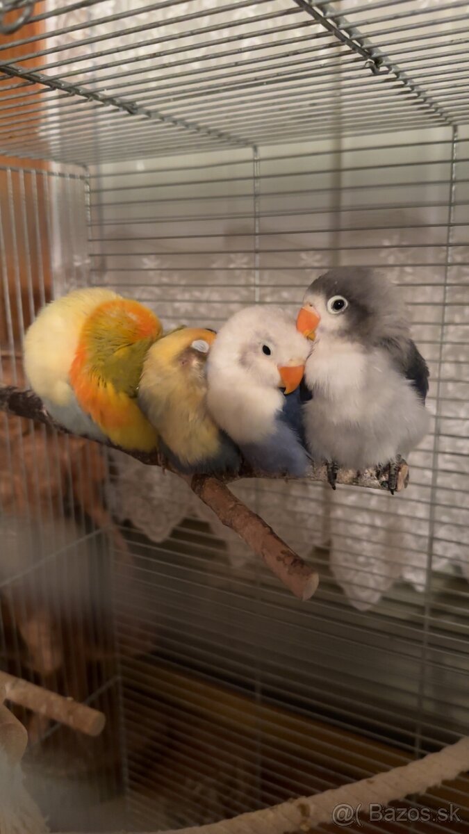 rucne dokrmene agapornisy - 5