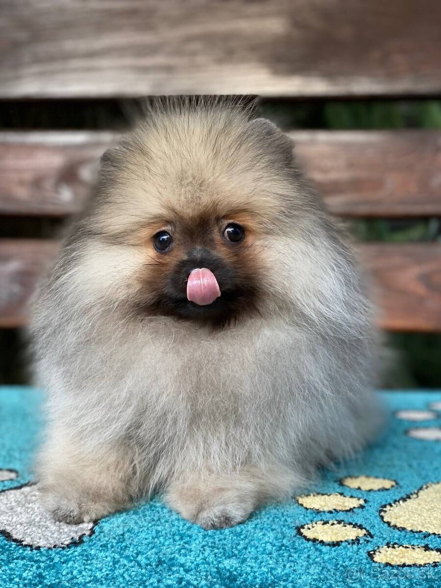 Pomeranian Exkluzivní Fenečka PP FCI - 5