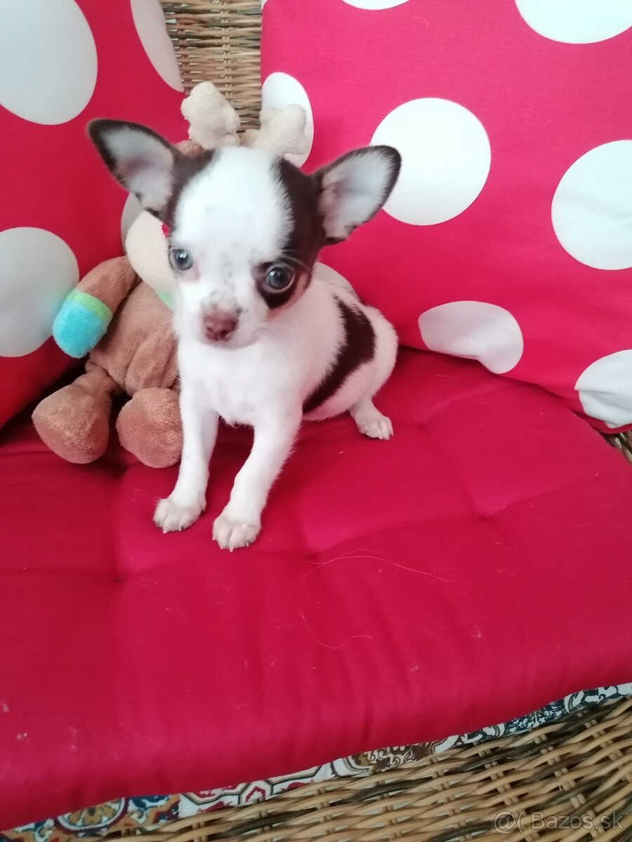 Čivava krátkosrstá - 5