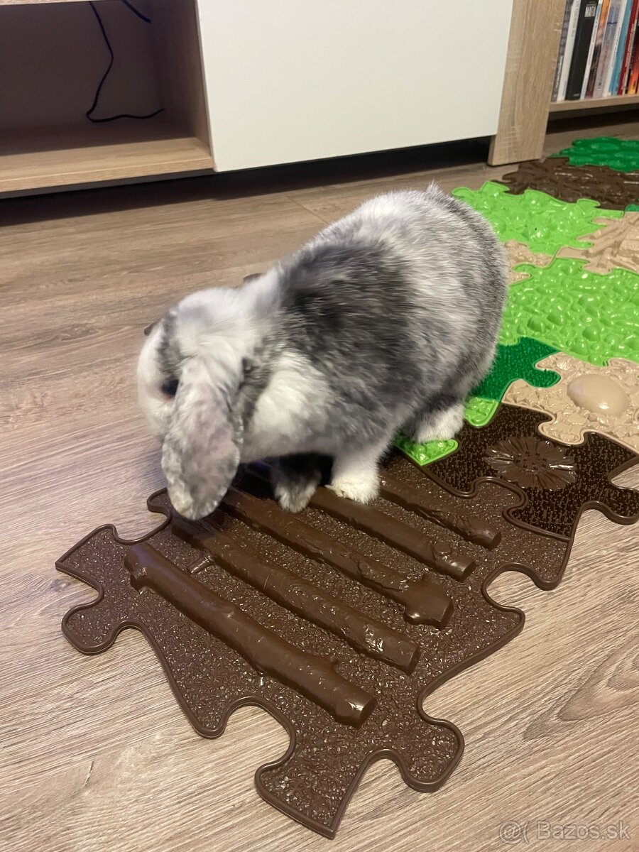 Baranček Zakrslý - 5