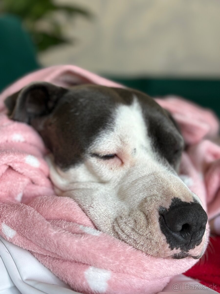 Darujem stafordku - 5