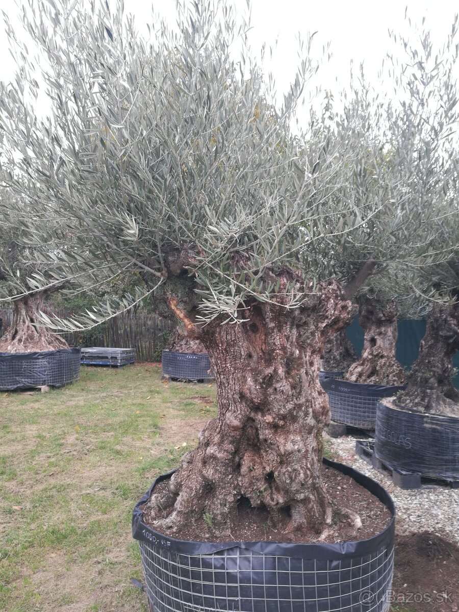 Olivovník bonsai - 5