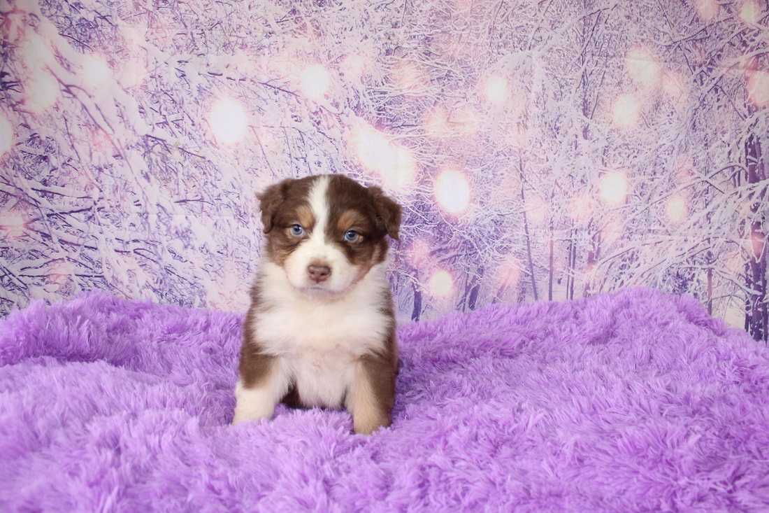 Austrálsky ovčiak - 5