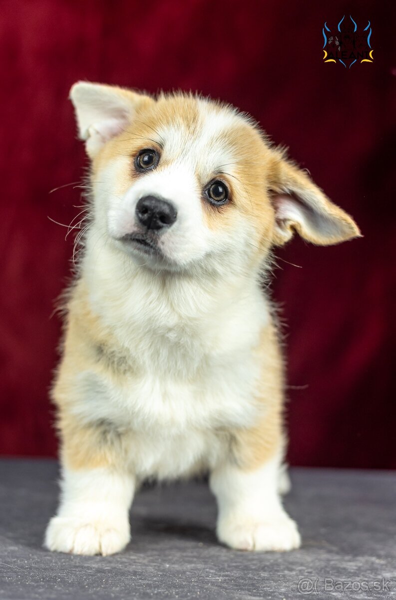 Predám šteniatka plemena Welsh Corgi Pembroke - 5