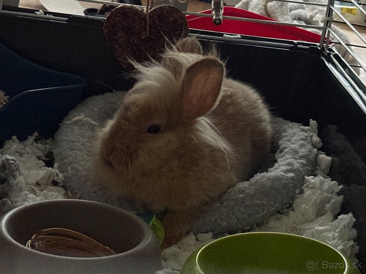 darujeme králika - 5