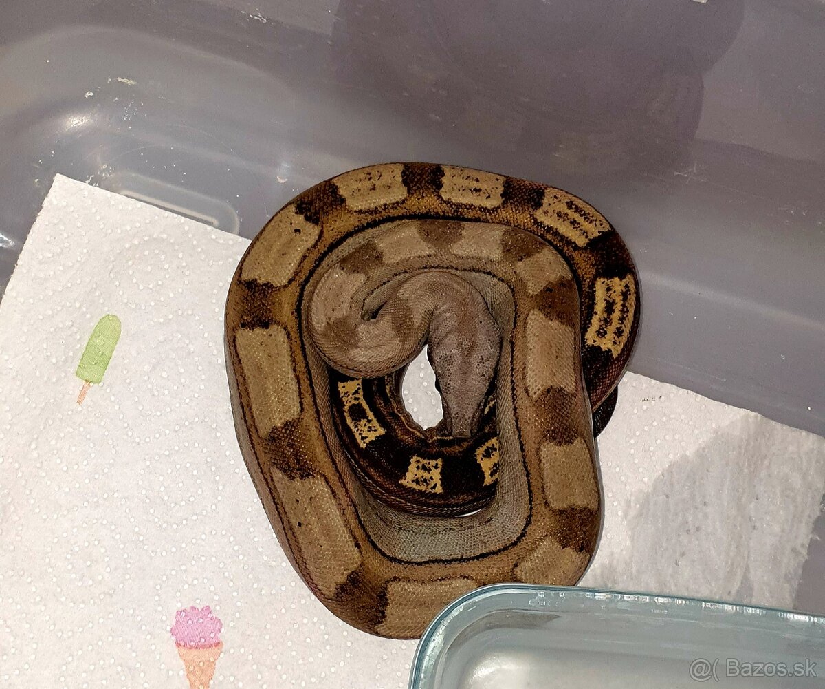 Veľhad královský Boa Constrictor - 5