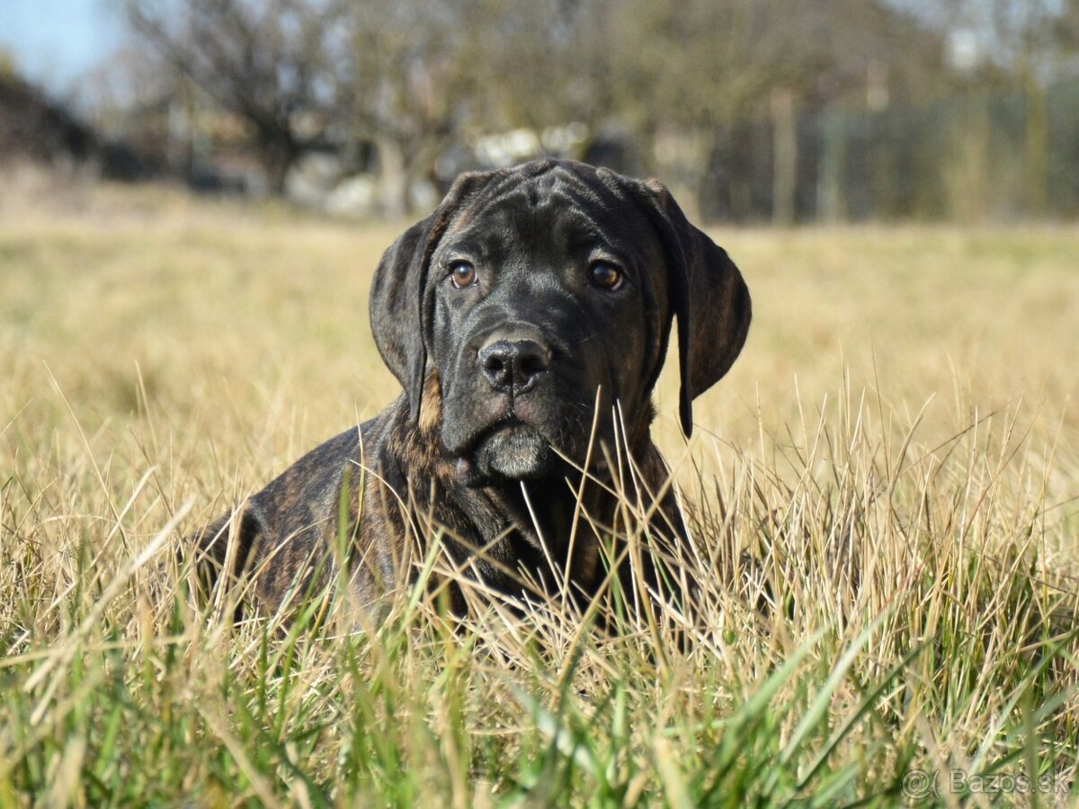 Cane corso s FCI rodokmeňom - 5
