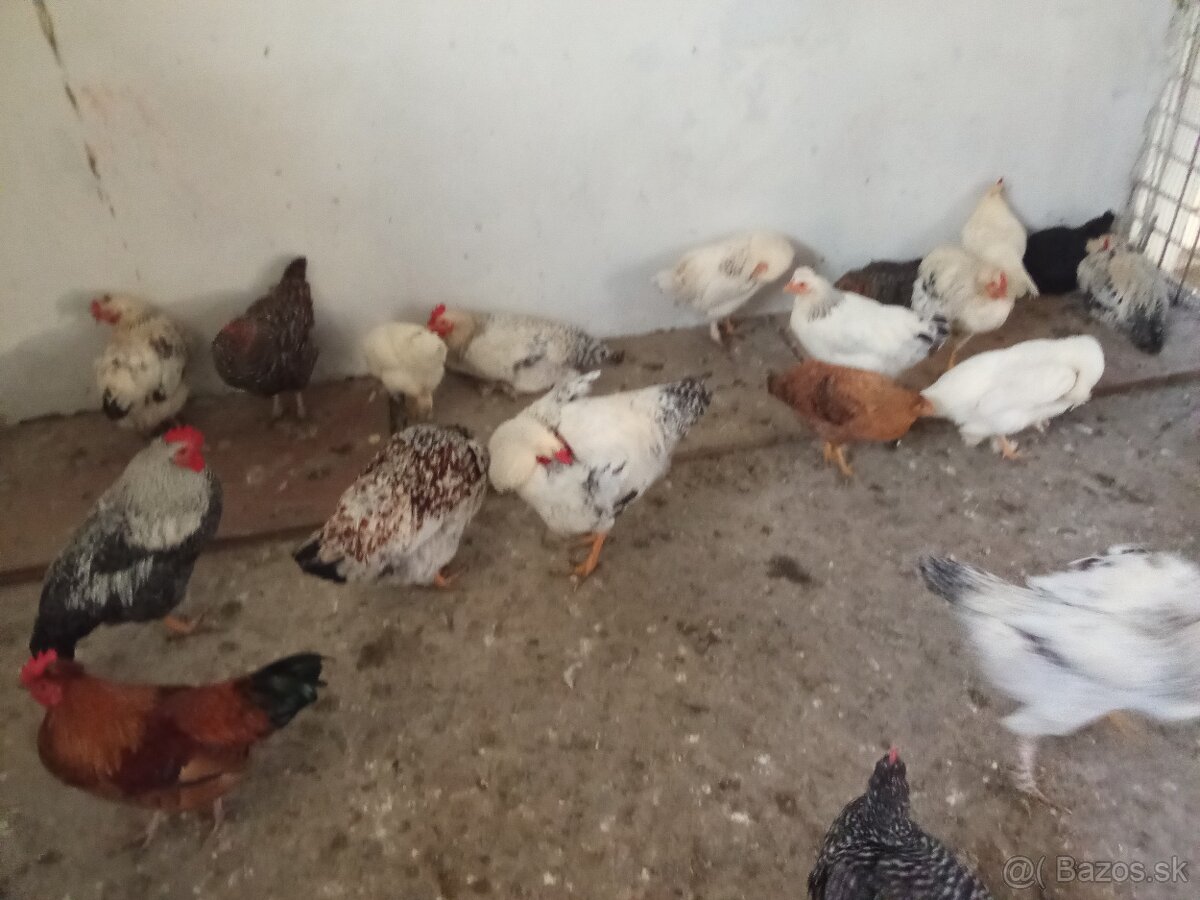 Predám tohtoročných kohútov - 5