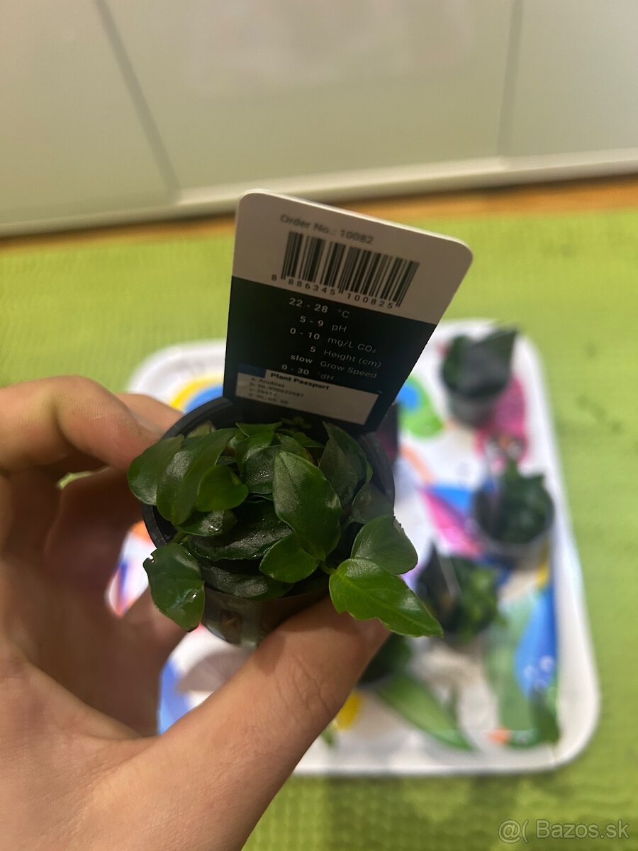 Akváriové rastliny - 5