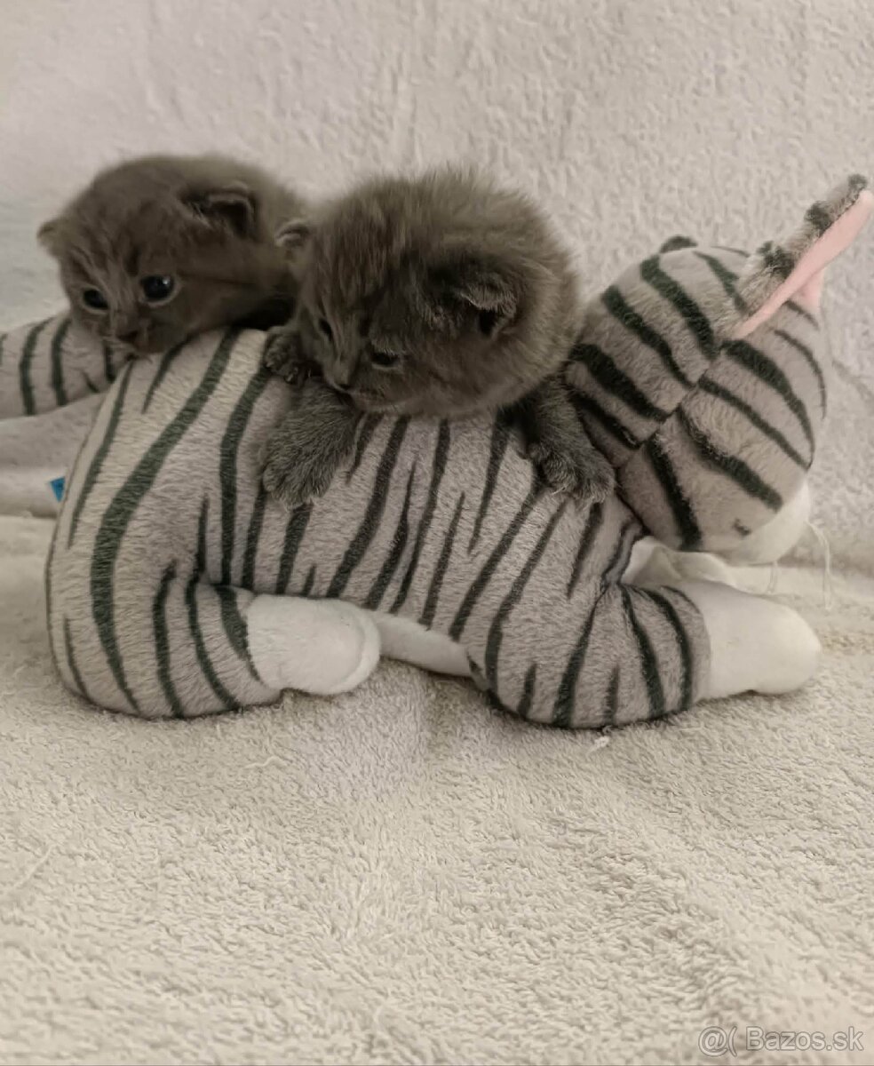 Britské modré mačiatka - 5