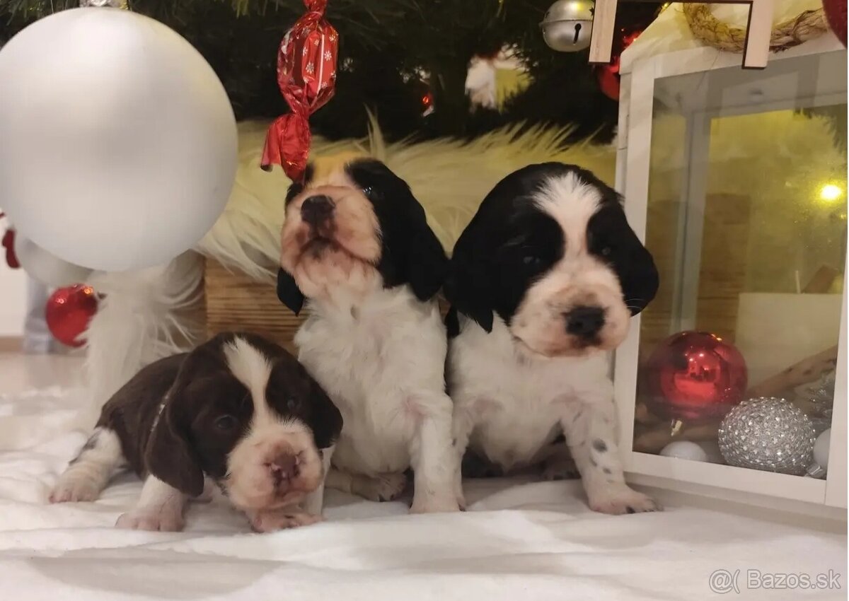 Anglický špringeršpaniel s PP pes - 5