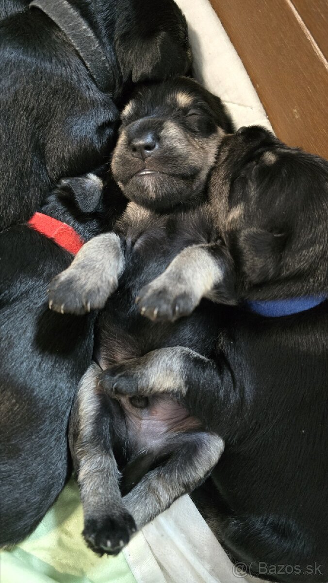 Bradáč malý čiernostrieborný - 5