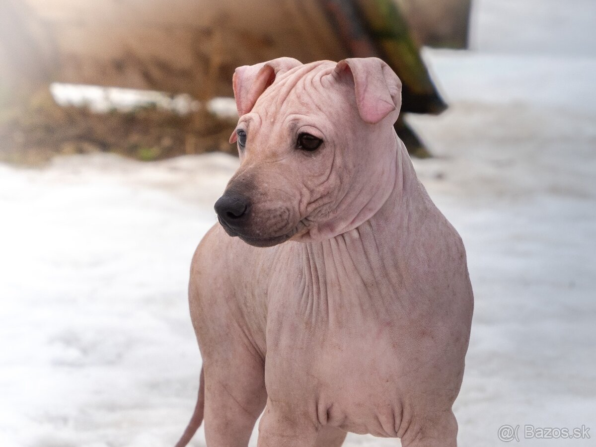 Americký bezsrstý teriér - 5