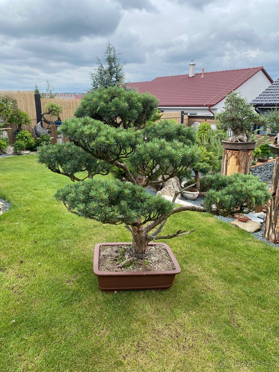 Borovica - záhradný bonsai - 5