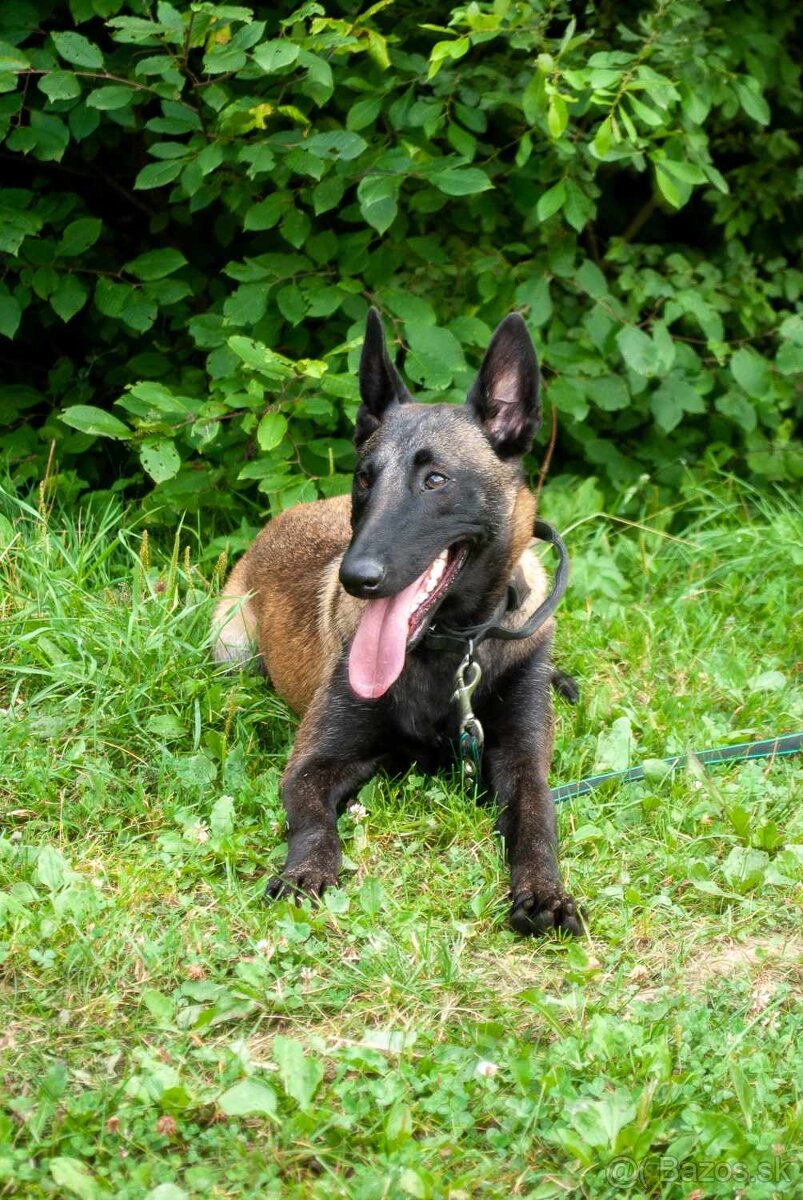 Belgický ovčiak šteniatka - 5
